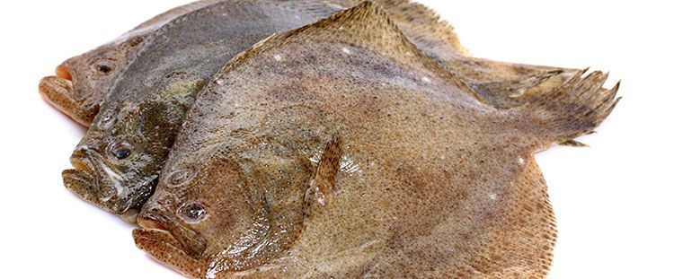 Come Cucinare La Platessa Ricette Gustosissime Galbani