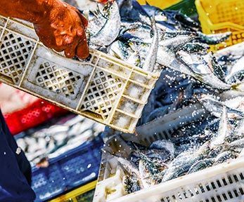 Curiosità e storia del pesce all'acqua pazza Curiosità e storia del pesce all'acqua pazza