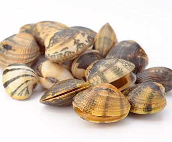 I vari tipi di vongole