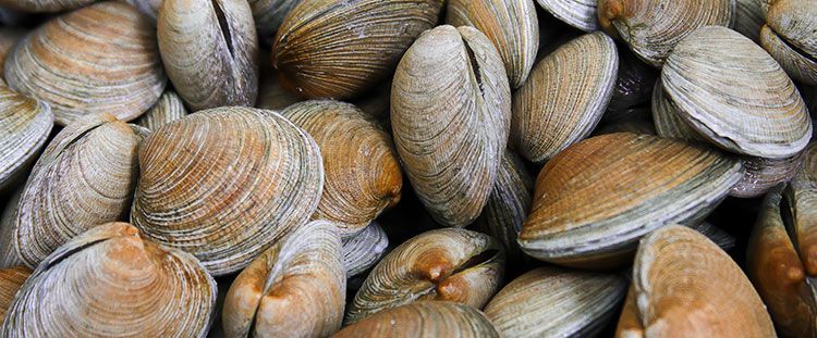 Come cucinare le vongole