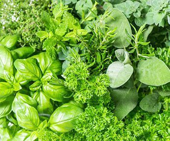 Erbe più diffuse Erbe più diffuse