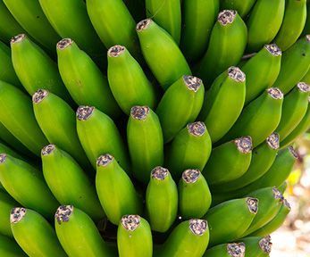 Come cucinare il platano verde Come cucinare il platano verde