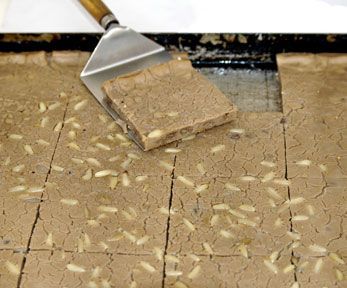 Come fare il castagnaccio ligure Come fare il castagnaccio ligure