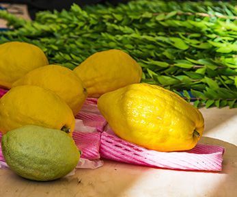 Come si pu&ograve; usare il cedro