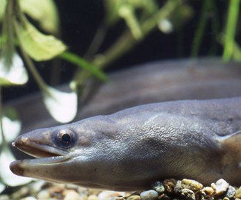 Come cucinare l'anguilla di mare