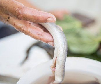 Come pulire l'anguilla