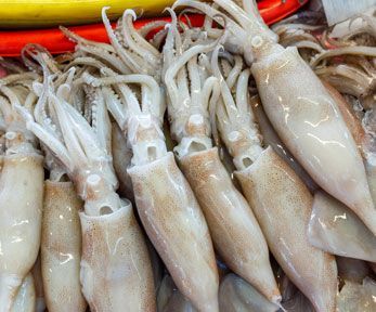 Come scegliere i calamari