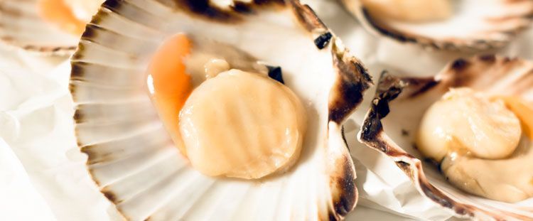 Come cucinare le capesante