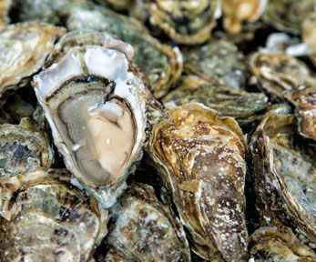 Come si possono cucinare le ostriche