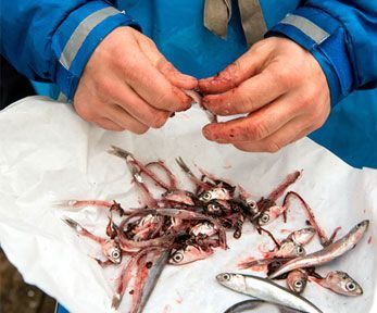 Come pulire il pesce per la frittura