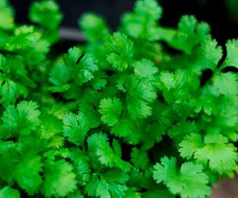 Che cos&rsquo;&egrave; il coriandolo