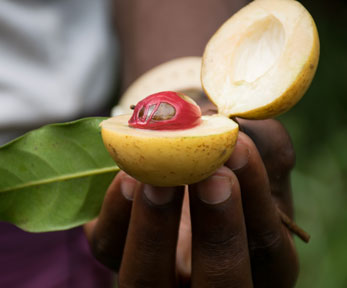 Che cos&rsquo;&egrave; la noce moscata?