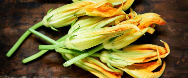 Come si puliscono i fiori di zucca Come si puliscono i fiori di zucca
