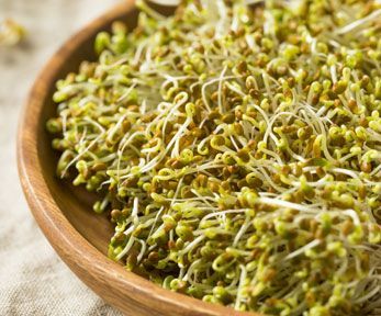 COME CUCINARE I GERMOGLI ALFA ALFA