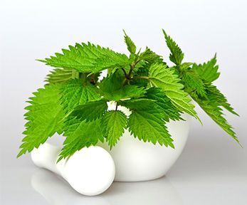 Come cucinare con le ortiche