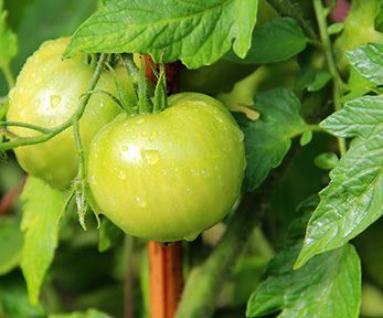 Come cucinare i pomodori verdi Come cucinare i pomodori verdi