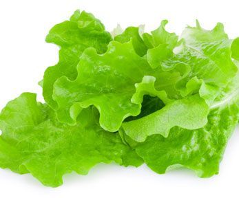 Come si cucina la scarola liscia