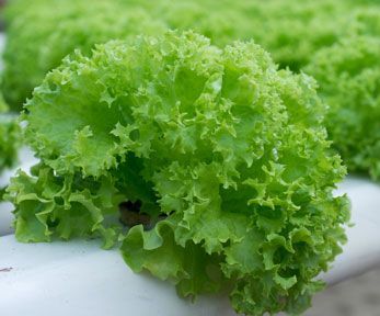 Come cuocere la scarola riccia