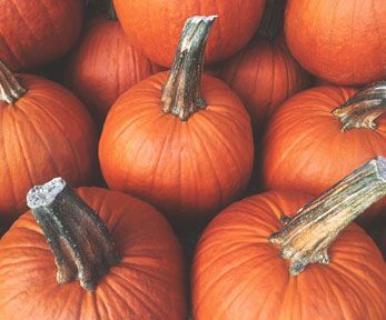 Come scegliere una zucca per intagliare