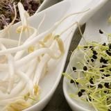 Come cucinare i germogli
